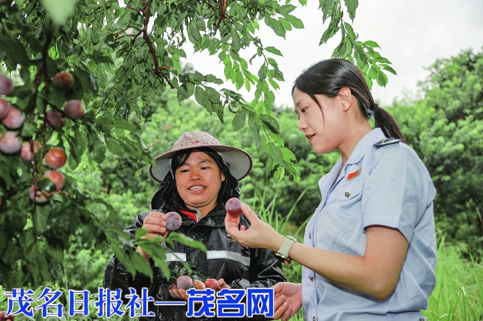 茂名日报：税收赋能结硕果“一颗李”串起一二三产业链