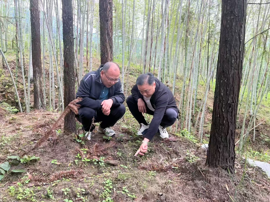 人民日报：5年接力帮扶，让瑶乡从“边远地”变身“样板乡”