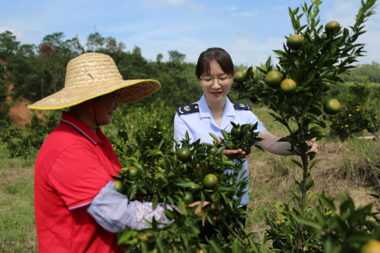 国际在线：税惠“栗”农“桂”在“柑”甜