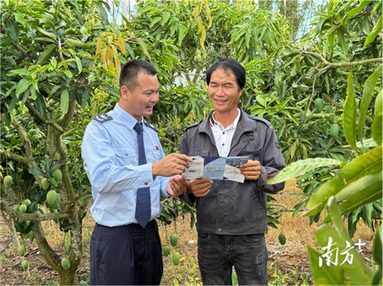 雷州税务：税惠甘霖润田野，助力覃斗芒果擦亮金字招牌